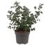 Eukalyptus 19 cm Topf