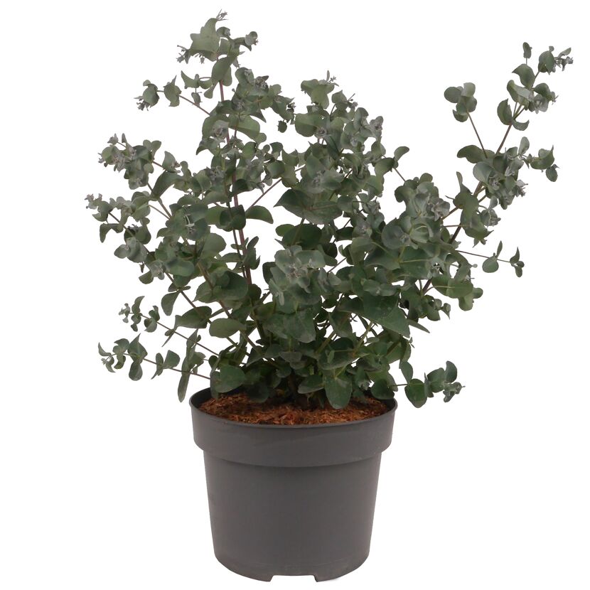 Eukalyptus 19 cm Topf