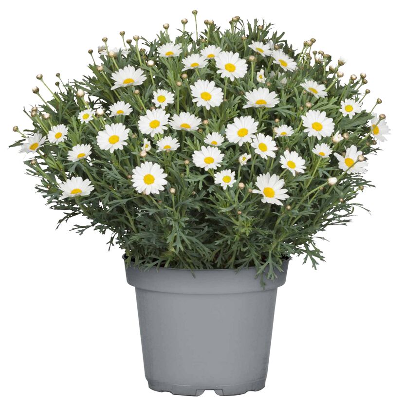 Weißer Margeriten Busch im grauen Topf
