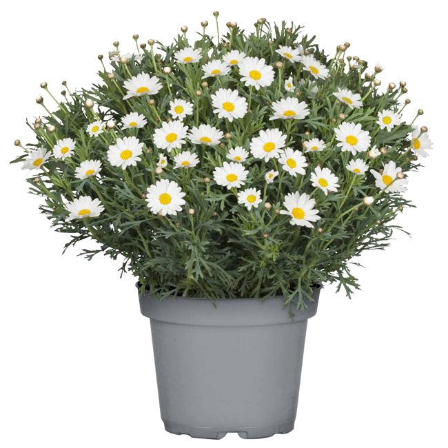 Bild von Margeriten-Busch weiß 18 cm Topf