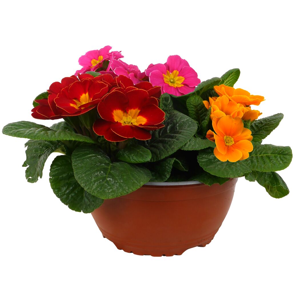 Primel Trio 19 cm Schale