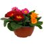 Primel Trio 19 cm Schale