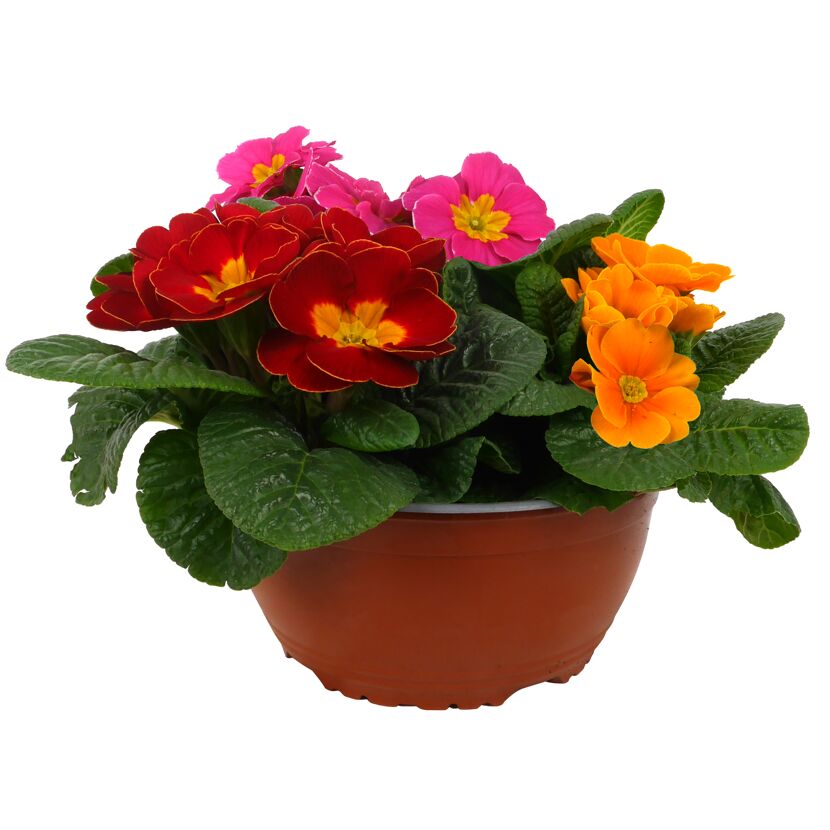 Primel Trio 19 cm Schale