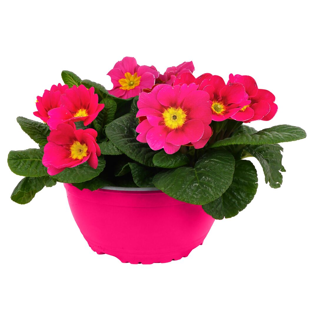 Primel Trio 19 cm Schale