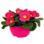 Primel Trio 19 cm Schale