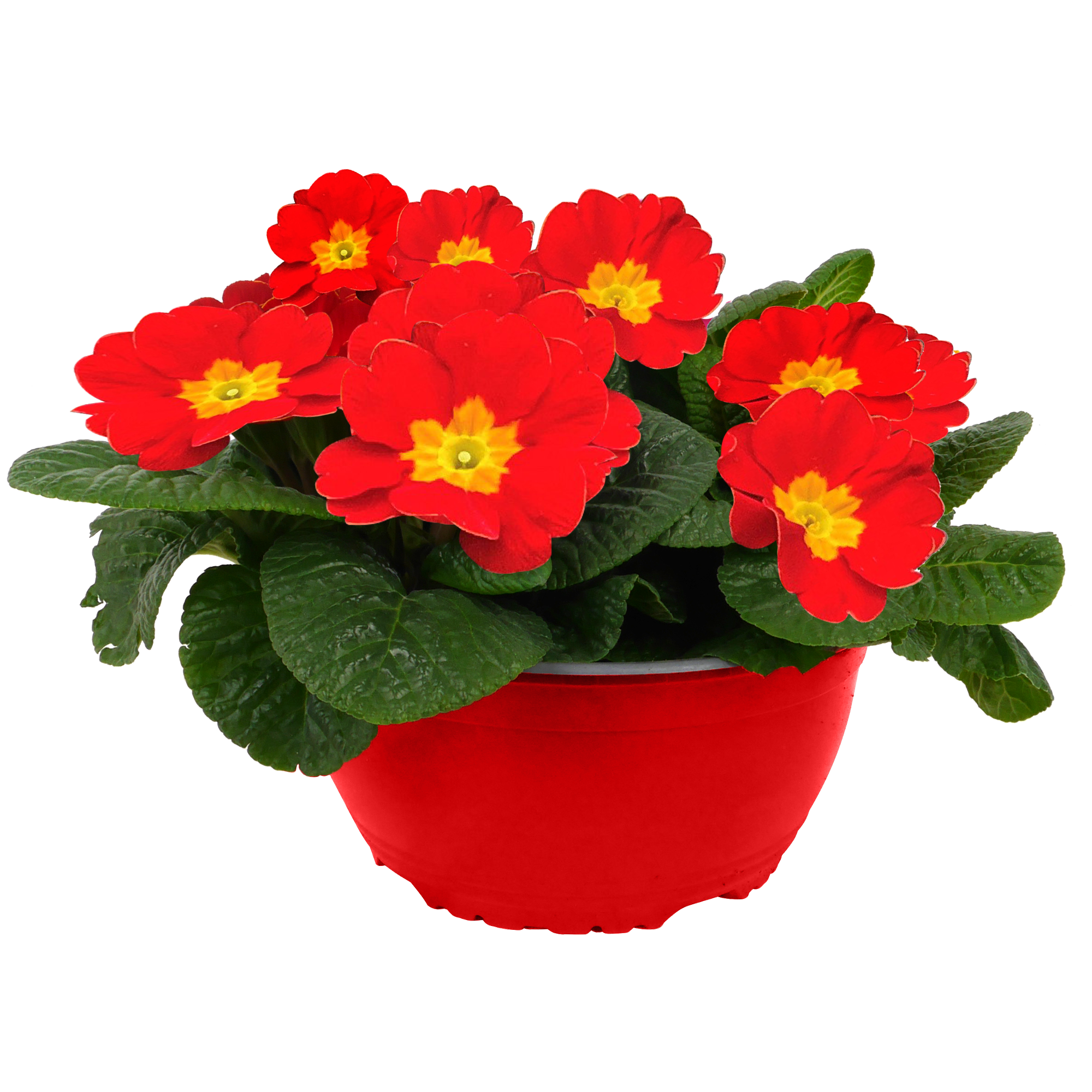 Primel Trio 19 cm Schale