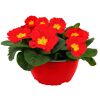 Primel Trio 19 cm Schale