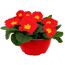 Primel Trio 19 cm Schale