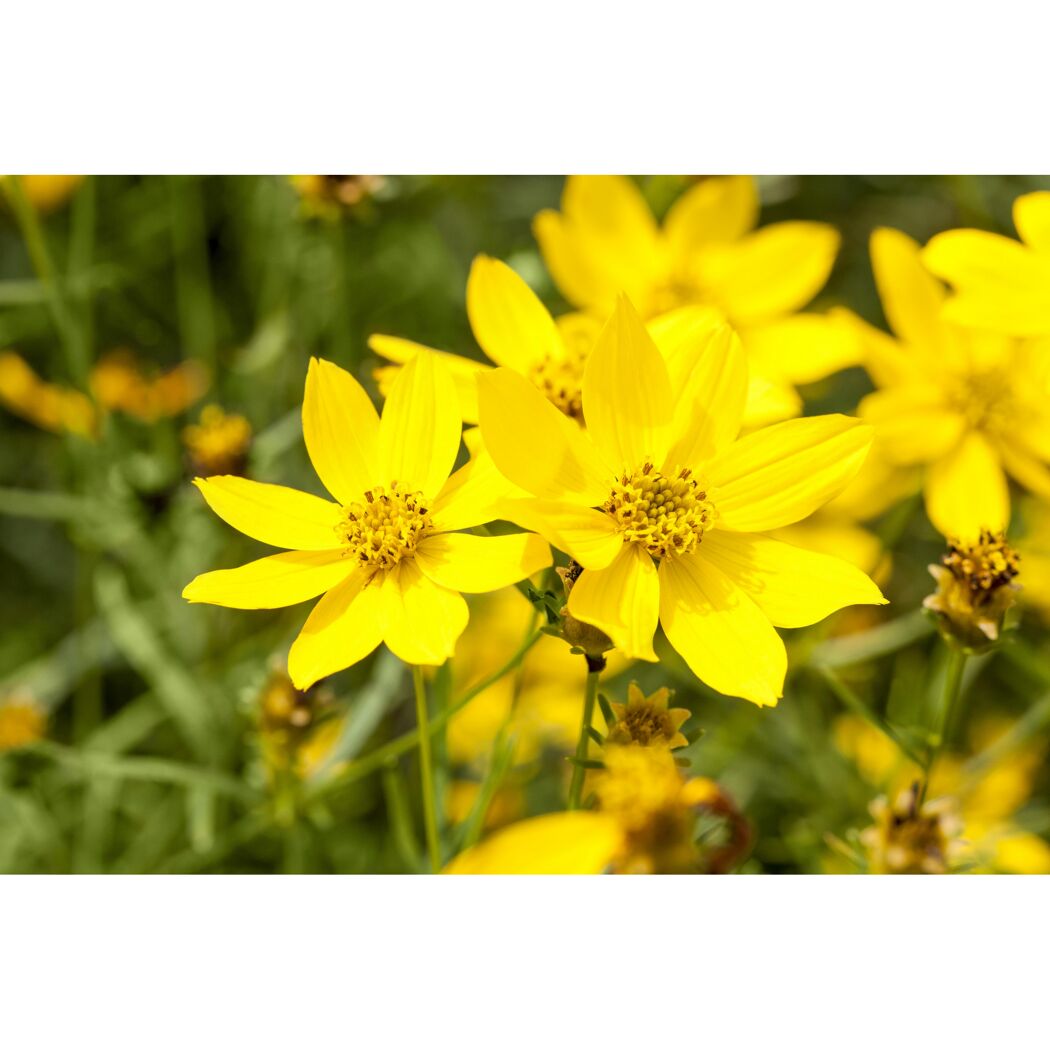 Nahaufnahme von gelben Goldmarie-Blüten.