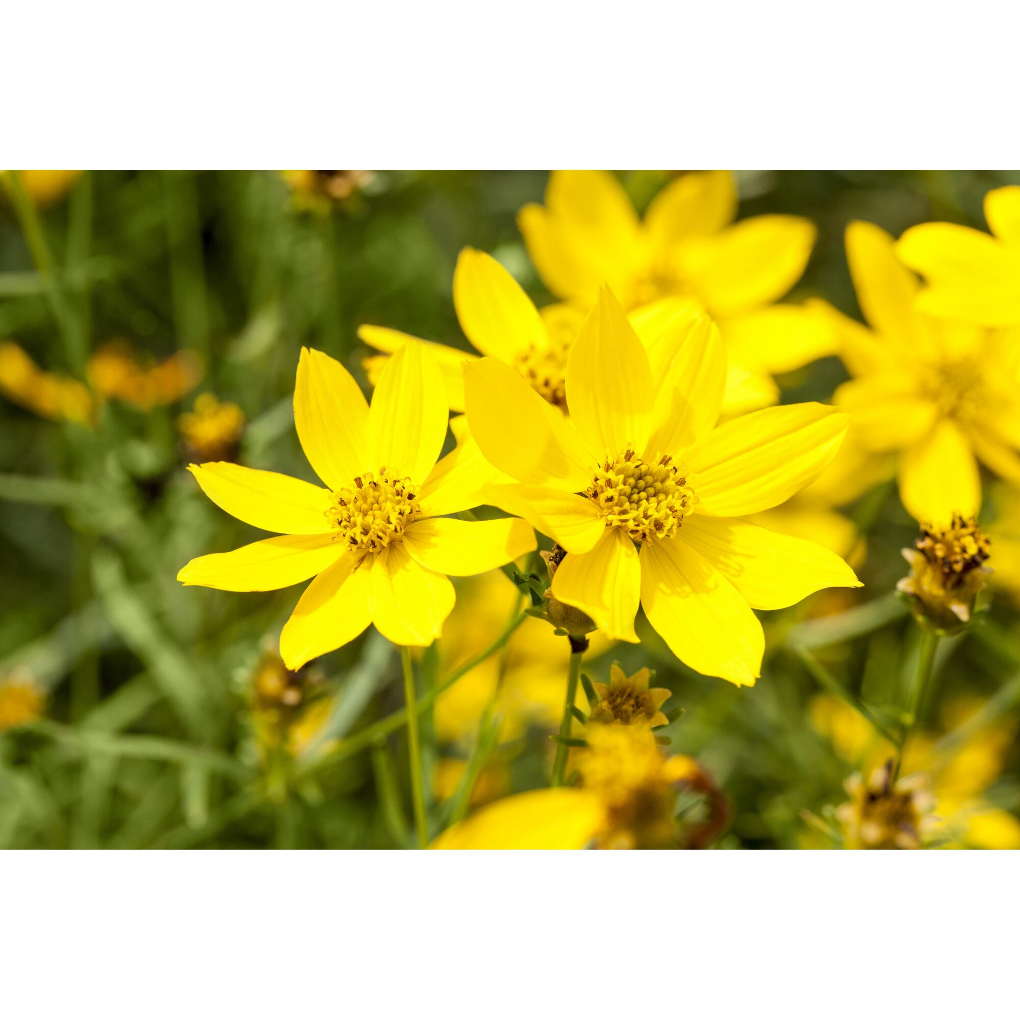 Nahaufnahme von gelben Goldmarie-Blüten.