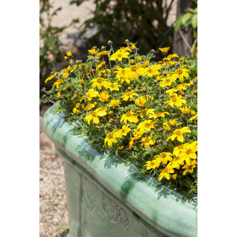 Gelbe Goldmarie-Blüten in grünem Blumenkasten