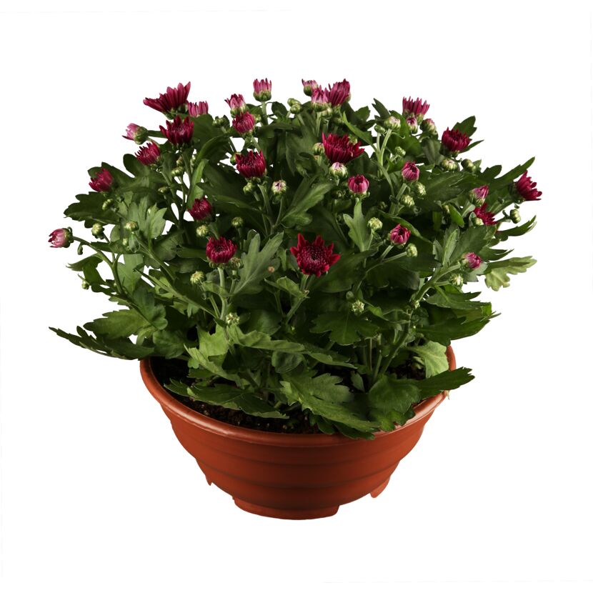 Topfpflanze mit dunkelroten Chrysanthemen