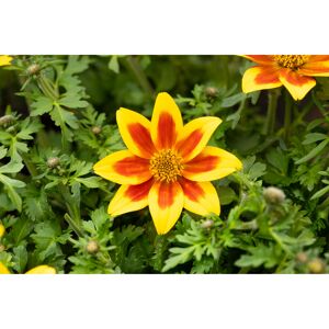 Goldmarie Duo gelb/orange 12 cm Topf