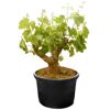 Vitis vinifera Weißwein-Bonsai in schwarzem Topf