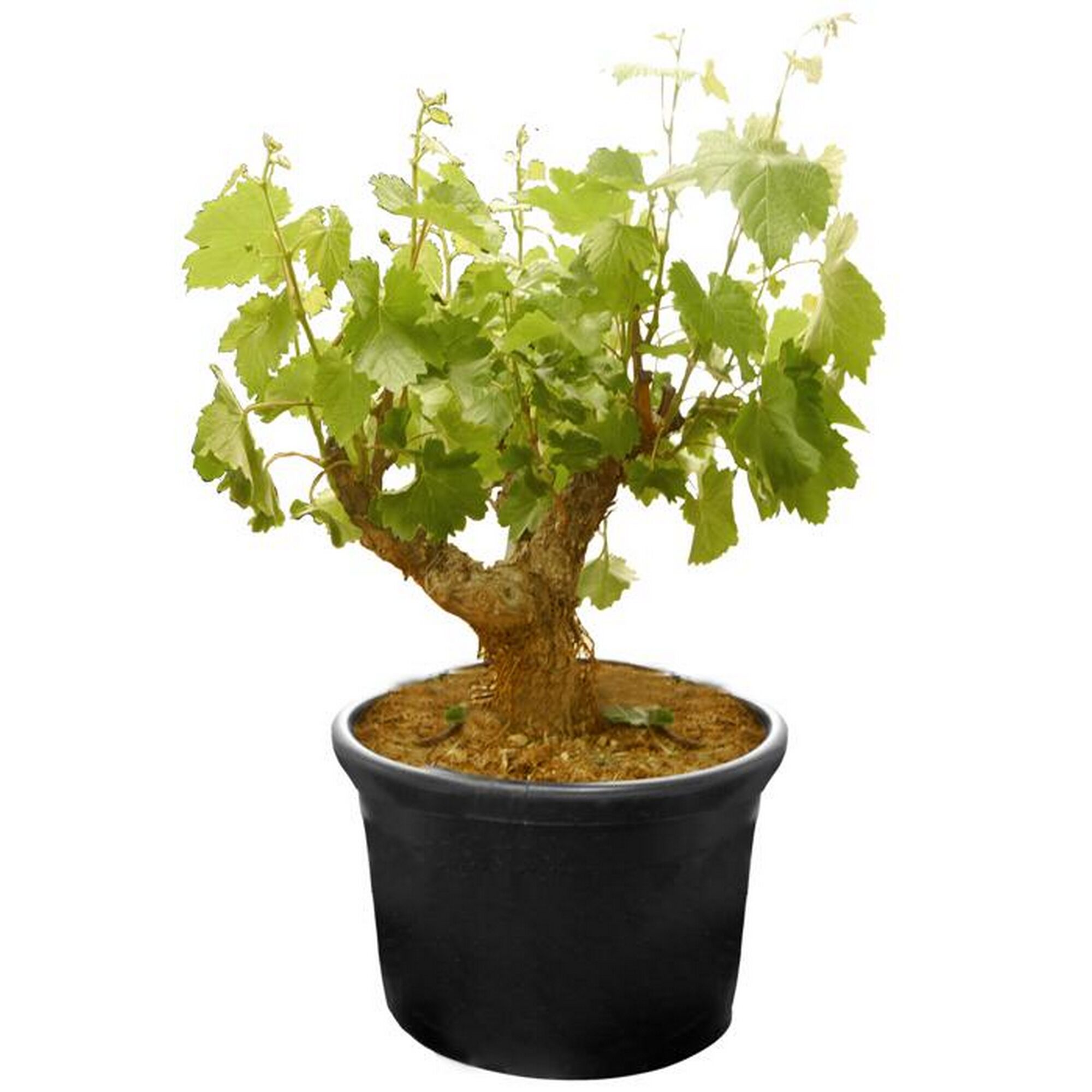 Vitis vinifera Weißwein-Bonsai in schwarzem Topf