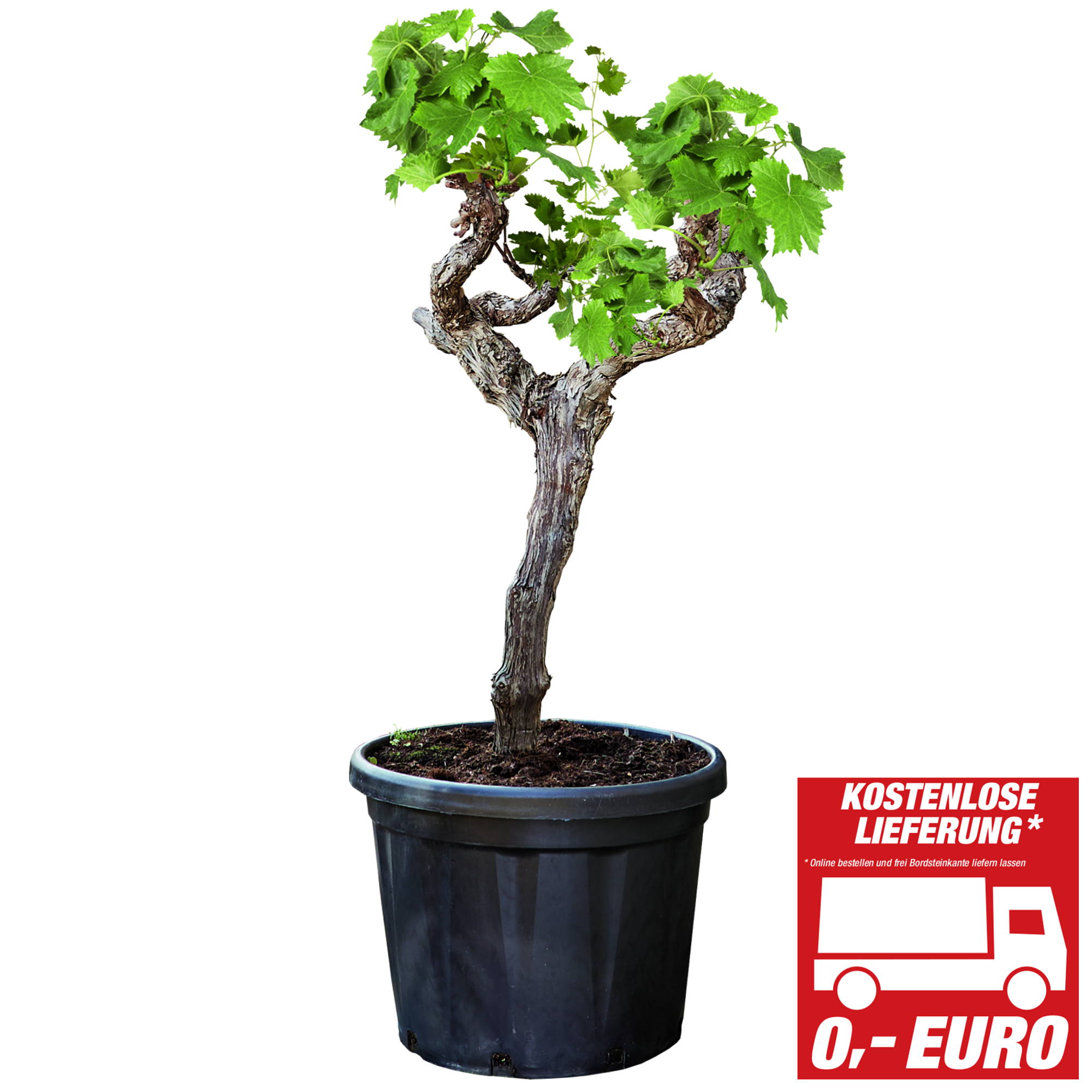 toom Weinrebe 'Red Globe' blau 110 cm, 50 cm Topf ǀ toom Baumarkt