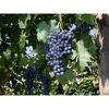 Blaue Trauben hängen an einem Weinstock.