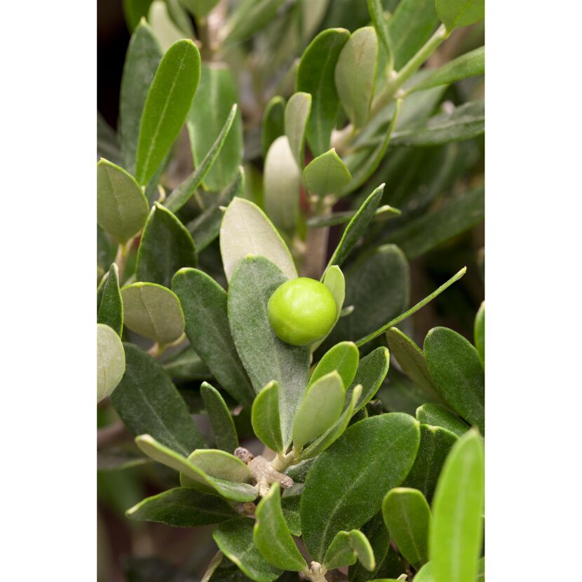 Grüne Olive am Olivenbaum