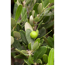 Verkleinertes Bild von Oliven-Stämmchen 150 cm, 50 cm Topf