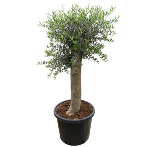 Oliven-Stämmchen 150 cm, 50 cm Topf