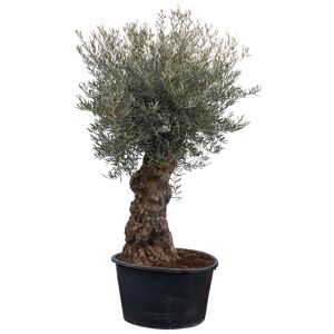Oliven-Stamm 150 Jahre 200 cm, 85 cm Topf