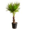 Washingtonia Palme im Topf