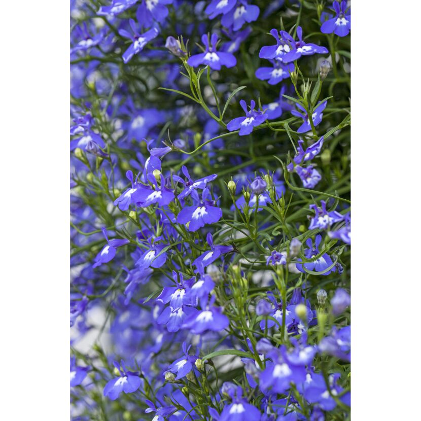 Blaue Lobelie