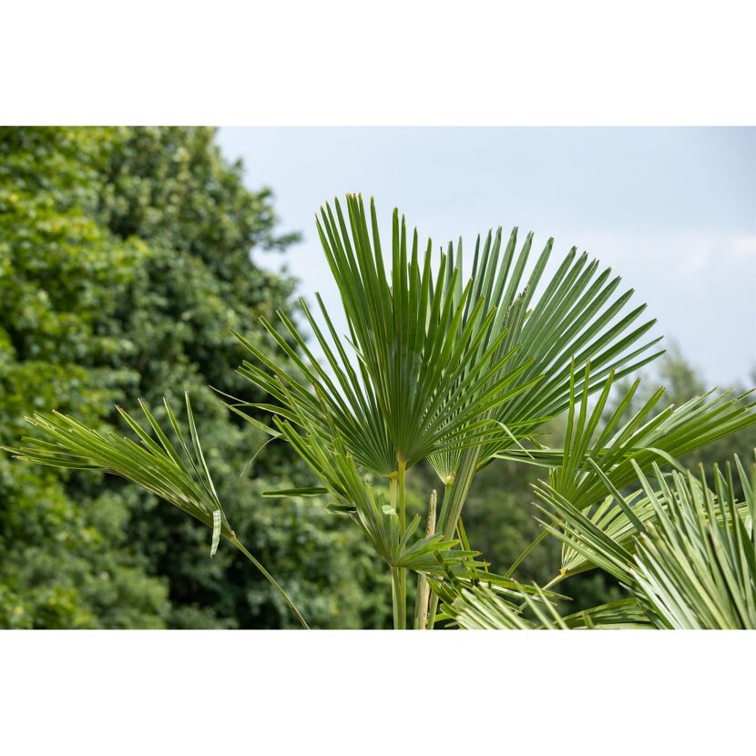 Hanfpalme 150 cm, 44 cm Topf