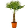 Hanfpalme 150 cm, 44 cm Topf
