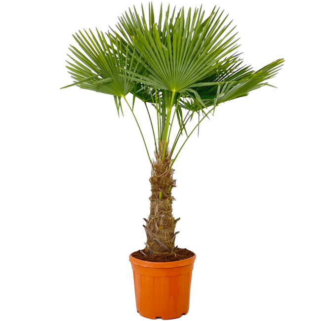 Bild von Hanfpalme 150 cm, 44 cm Topf