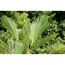 Hanfpalme 100 cm, 32 cm Topf