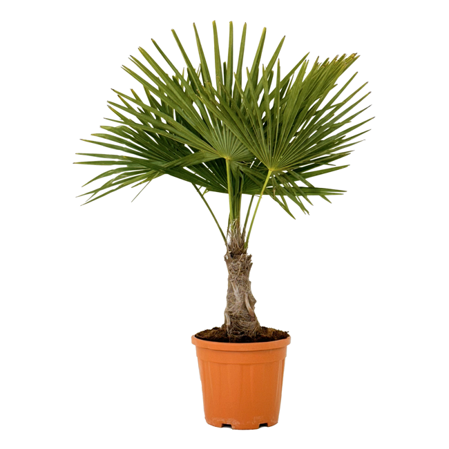 Bild von Hanfpalme 100 cm, 32 cm Topf
