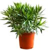 Oleander im Topf