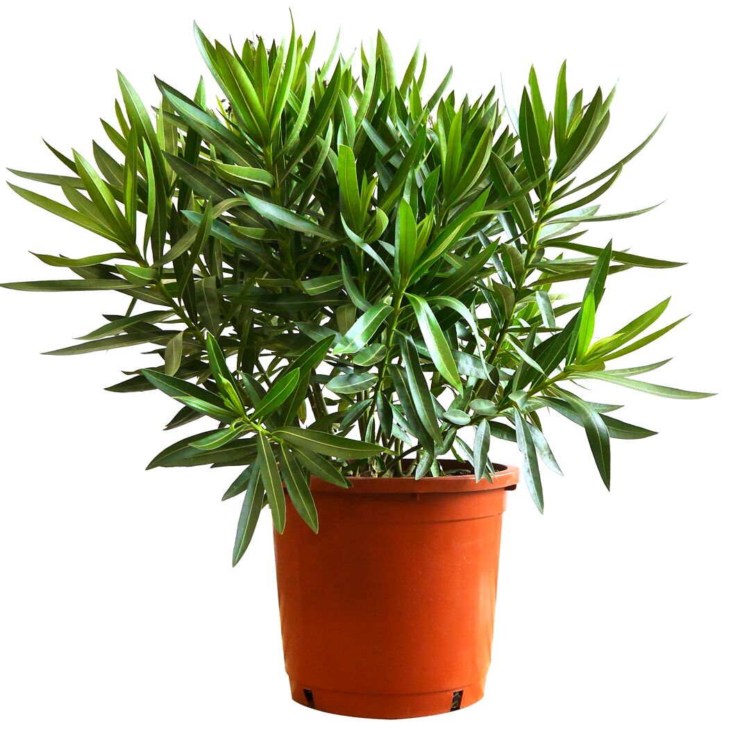 Oleander im Topf