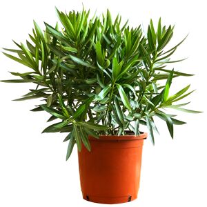 Oleander-Busch verschiedene Farben 110 bis 120 cm, 30 cm Topf