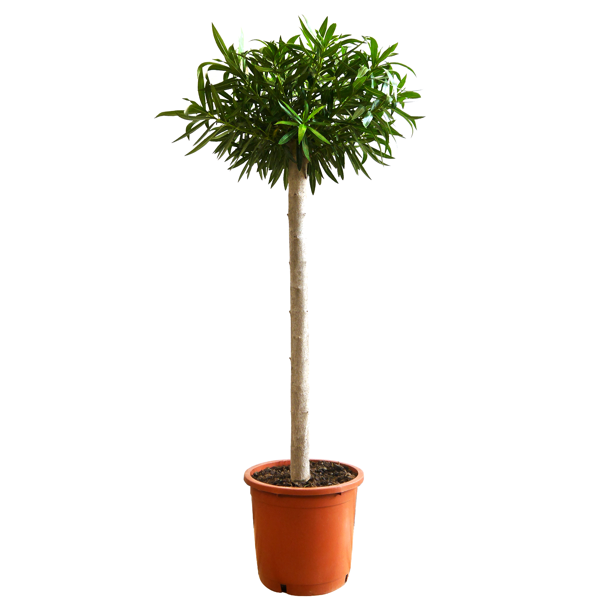Oleander-Stamm verschiedene Farben 110 bis 120 cm, 25 cm Topf + product picture