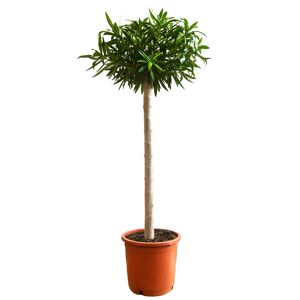 Oleander-Stamm verschiedene Farben 110 bis 120 cm, 25 cm Topf