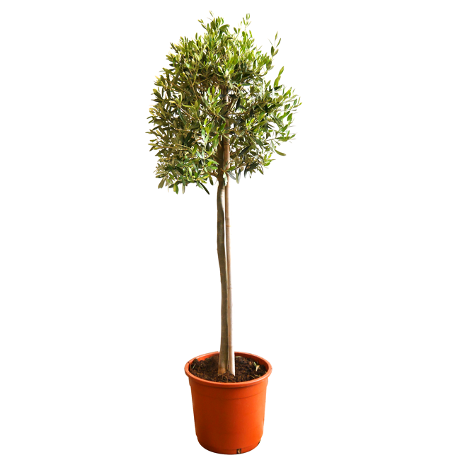 Bild von Oliven-Stamm 120 bis 140 cm, 28 cm Topf