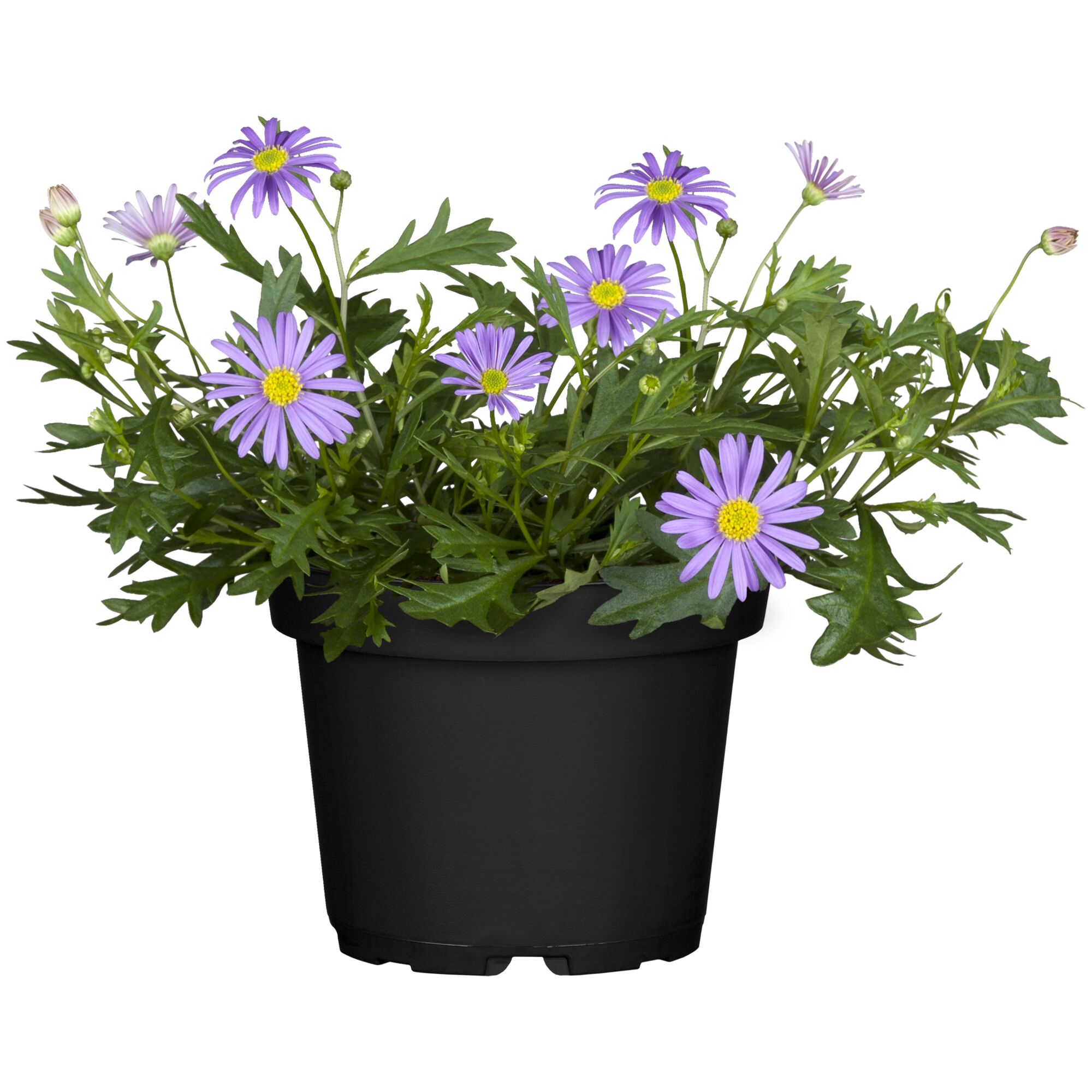 Lila Brachyscome im schwarzen Topf
