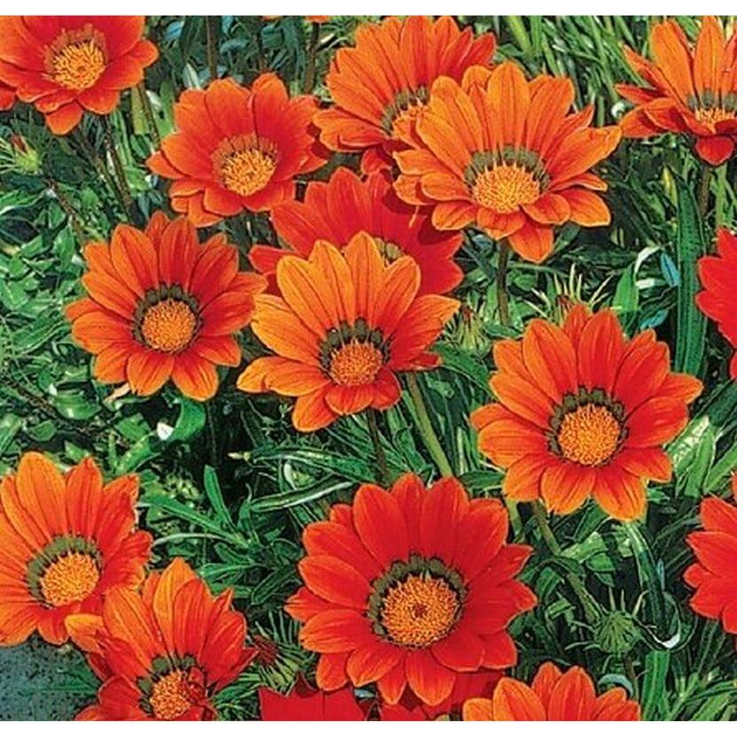 Orangefarbene Gazanienblüten mit gelber Mitte.