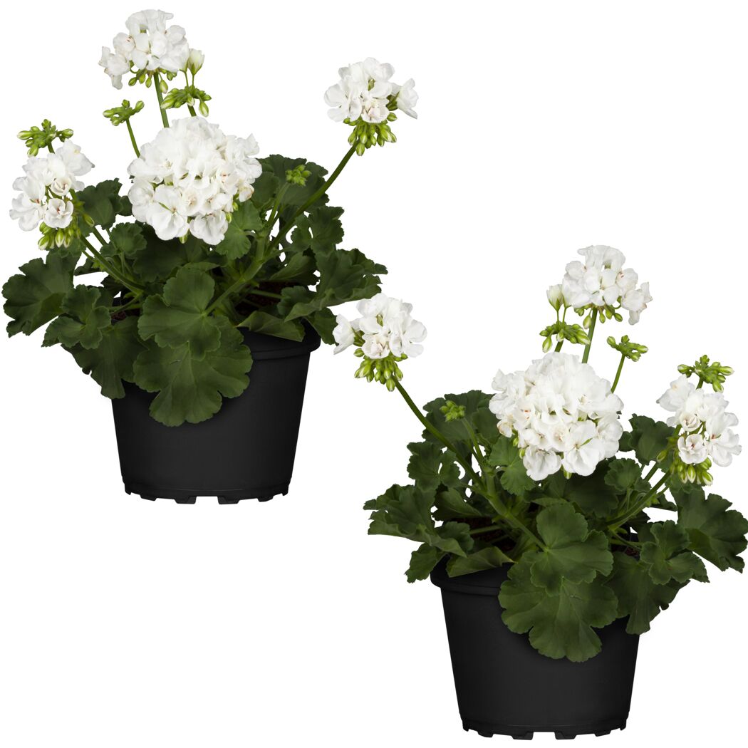 Geranie weiß 12 cm Topf, 2er-Set