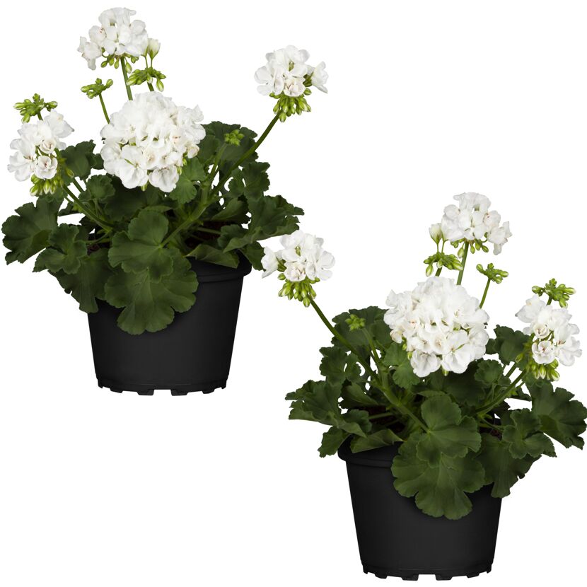Geranie weiß 12 cm Topf, 2er-Set