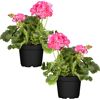 Geranie stehend rosa 12 cm Topf, 2er-Set