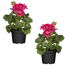 Geranie pink 12 cm Topf, 2er-Set
