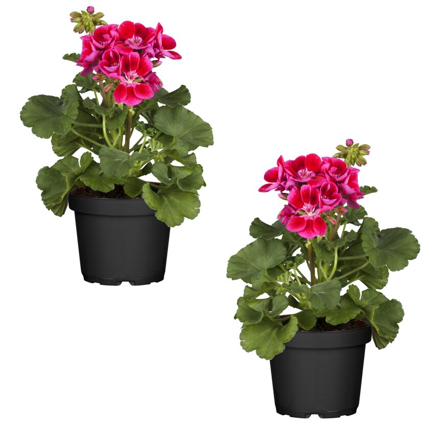 Geranie pink 12 cm Topf, 2er-Set