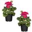 Stehende Geranie pink 12 cm Topf, 2er-Set