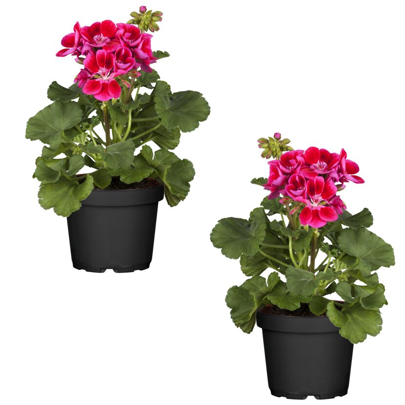 Stehende Geranie pink 12 cm Topf, 2er-Set
