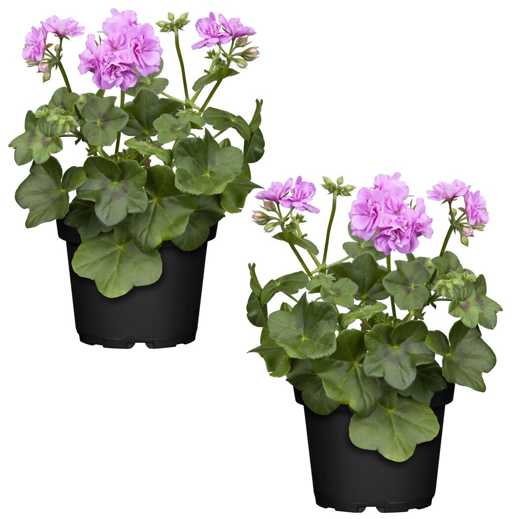 Stehende Geranie lila 12 cm Topf, 2er-Set