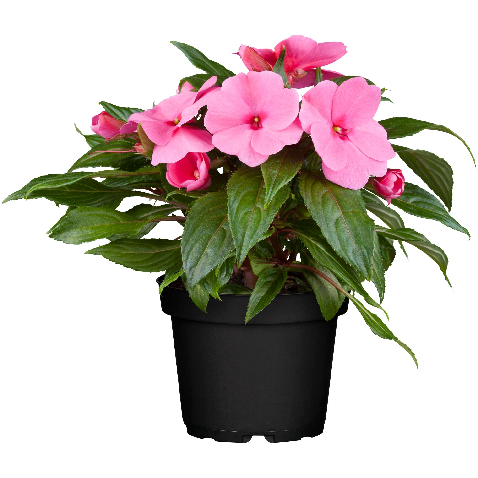 Topf mit rosa Impatiens