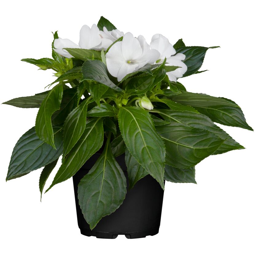 Weiße Impatiens Neu Guinea im schwarzen Topf
